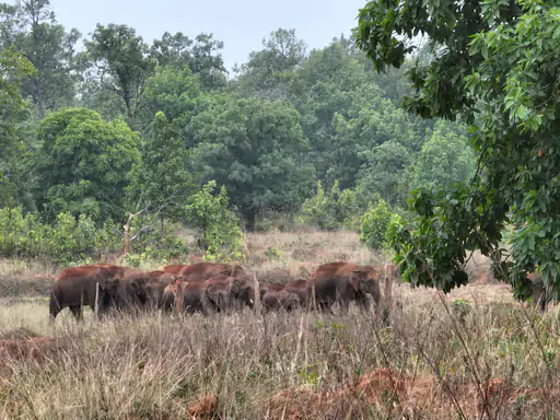 Elephant Corridor