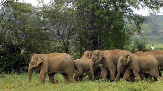 Elephants Corridor Chhattisgarh