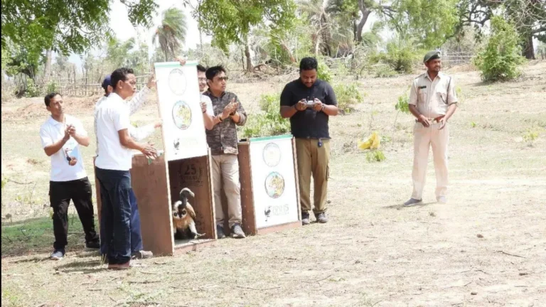 GPS गिद्ध, इंद्रावती टाइगर रिजर्व, छत्तीसगढ़ वन्यजीव, गिद्धों पर ट्रैकिंग, वाइल्डलाइफ ट्रैकिंग इंडिया, Chhattisgarh vultures, Indravati GPS tracking, endangered birds tracking, Indian vulture project, forest conservation India, बीजापुर वाइल्डलाइफ
