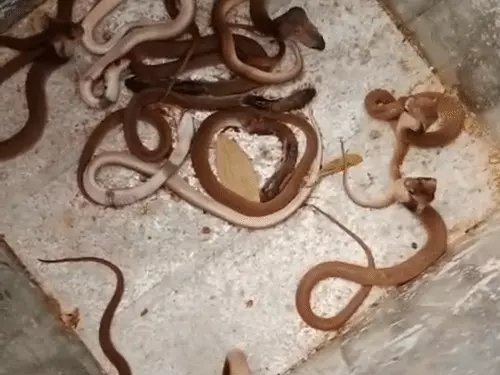 Raipur Snake Rescue