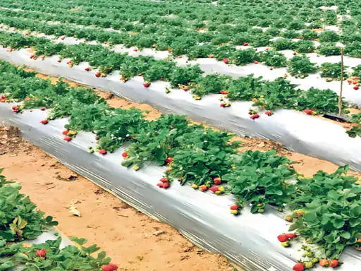 strawberry farming