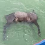 Nilgai Death in Gangrel Dam