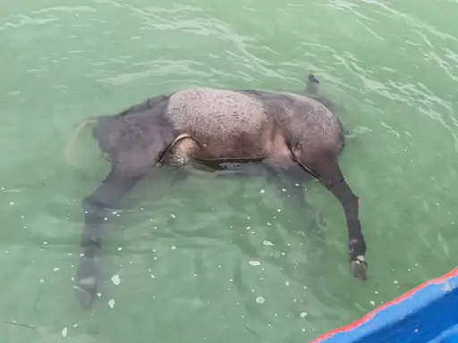 Nilgai Death in Gangrel Dam
