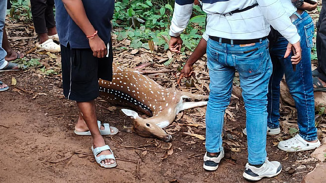 Wildlife News Bastar