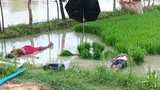 Sarguja Farmer Couple Electrocuted In FieldSarguja Farmer Couple Electrocuted In Field