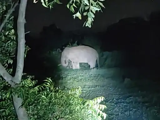 BBME-One Elephant Alert In Dhamtari