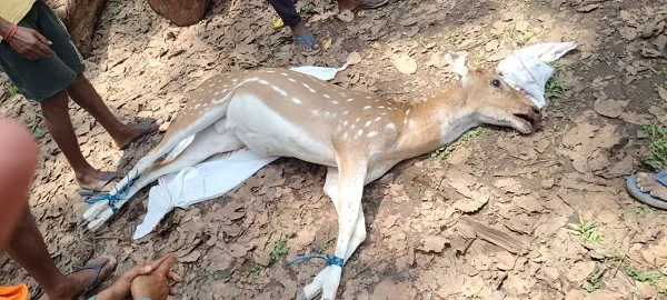 Nagri Deer Attack