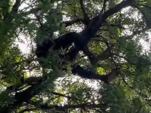 Dhamtari Suicide Attempt