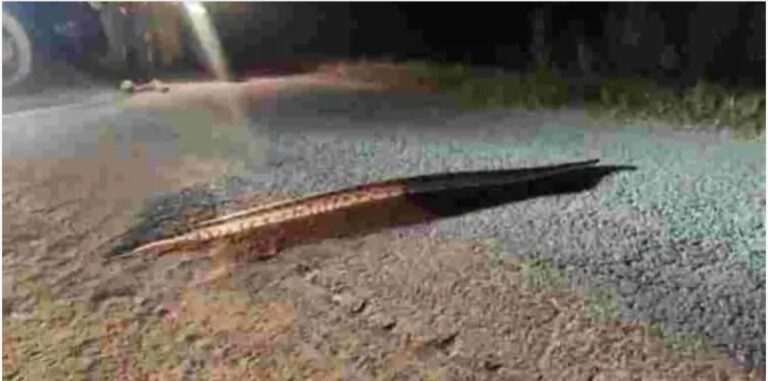 Nagri Snake Viral Video